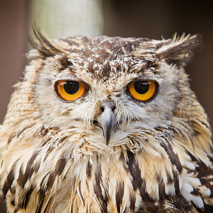 What are Owls? – World Of Owls
