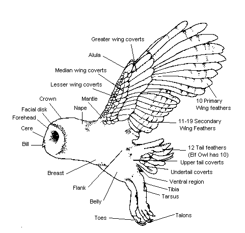 owl_parts