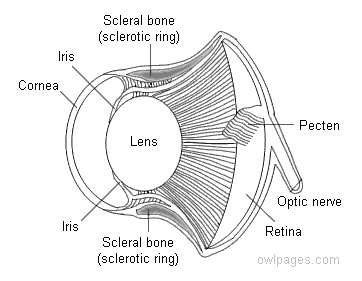 Cross Section of Eye