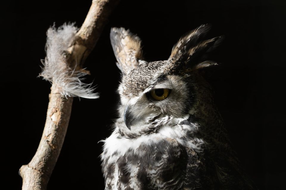 World Of Owls – Northern Ireland's only Owl, Bird of Prey and Exotic Animal  Centre